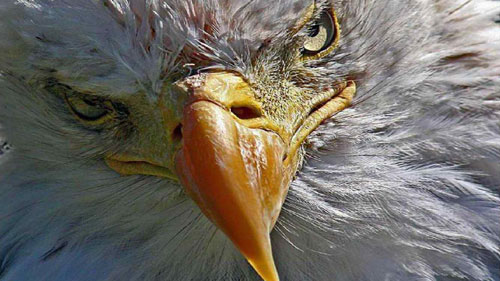 Eagle Wallpapers Eagle Desktop Wallpapers Backgrounds