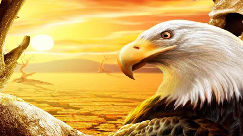 Eagle Desktop Wallpapers Backgrounds