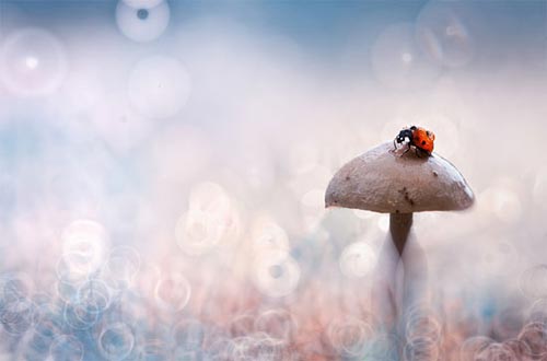 Bokeh Photography Inspiration