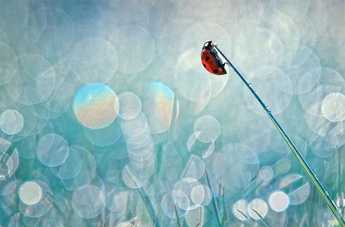 Bokeh Photography Inspiration