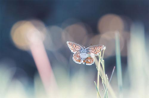 Bokeh Photography Inspiration